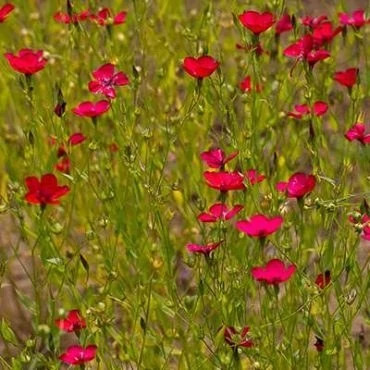 بذر گل کتان سرخ (بسته 20 عددی) کد 1321