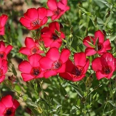 بذر گل کتان سرخ (بسته 20 عددی) کد 1321