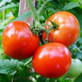بذر گوجه فرنگی کلوز فرانسه (بسته 20 عددی) کد 1049