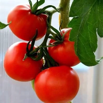 بذر گوجه فرنگی کلوز فرانسه (بسته 20 عددی) کد 1049