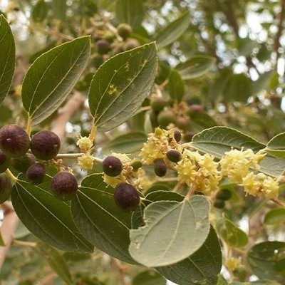 بذر درخت کنار هندی گرد (بسته 5 عددی) کد 1105