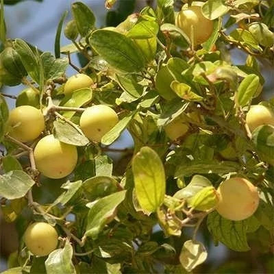 بذر درخت کنار هندی گرد (بسته 5 عددی) کد 1105