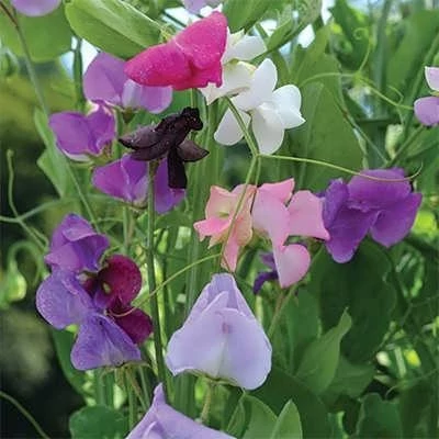 بذر گل نخودی (بسته 10 عددی) کد 400
