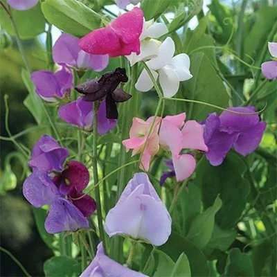 بذر گل نخودی (بسته 10 عددی) کد 400
