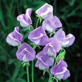 بذر گل نخودی (بسته 10 عددی) کد 400