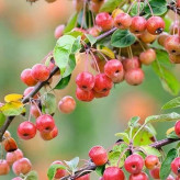 بذر سیب گیلاسی (سیب ایتالیایی)(بسته 5 عددی) کد 1633