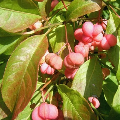 بذر گوشوارکی (بسته 5 عددی) کد 1654