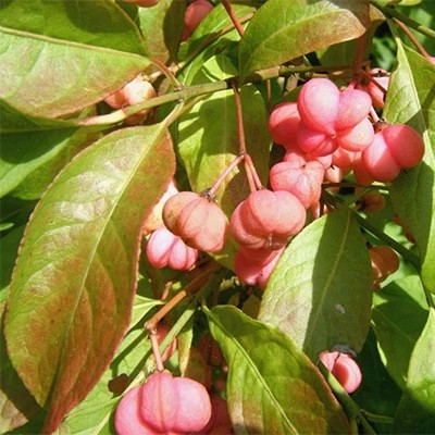بذر گوشوارکی (بسته 5 عددی) کد 1654
