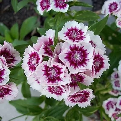 بذر گل بوقلمون (بسته 1 گرمی) کد 399