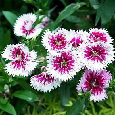 بذر گل بوقلمون (بسته 1 گرمی) کد 399