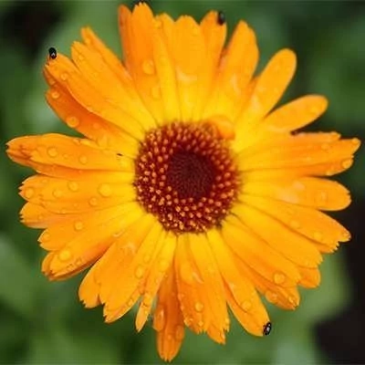 بذر گل همیشه بهار زرد و نارنجی (بسته 1 گرمی) کد 1451