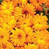 بذر گل همیشه بهار زرد و نارنجی (بسته 1 گرمی) کد 1451