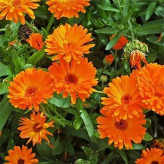 بذر گل همیشه بهار زرد و نارنجی (بسته 1 گرمی) کد 1451