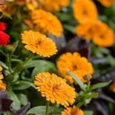 بذر گل همیشه بهار زرد و نارنجی (بسته 1 گرمی) کد 1451