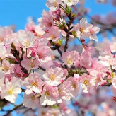 بذر درخت گیلاس (بسته 10 عددی) کد 1417