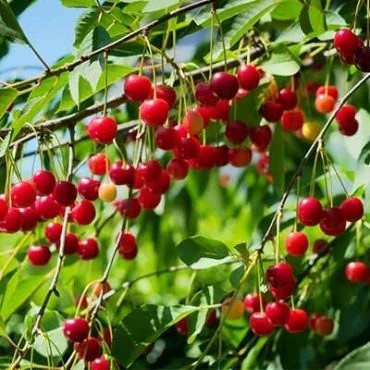بذر درخت گیلاس (بسته 10 عددی) کد 1417