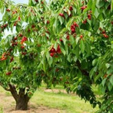 بذر درخت گیلاس (بسته 10 عددی) کد 1417