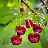 بذر درخت گیلاس (بسته 10 عددی) کد 1417