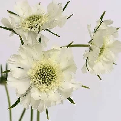 بذر گل درخشنده سفید (اسکابیوزا) (بسته 50 عددی) کد 1527