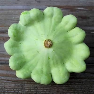 بذر کدو ستاره ای سبز (بسته 10 عددی) کد 951