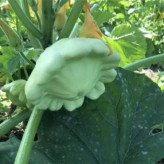 بذر کدو ستاره ای سبز (بسته 10 عددی) کد 951