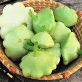 بذر کدو ستاره ای سبز (بسته 10 عددی) کد 951