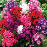 بذر گل فلوکس پاکوتاه الوان (بسته 20 عددی) کد 1235