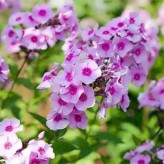 بذر گل فلوکس پاکوتاه الوان (بسته 20 عددی) کد 1235