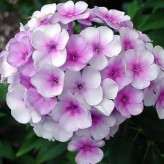 بذر گل فلوکس پاکوتاه الوان (بسته 20 عددی) کد 1235