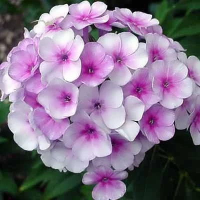 بذر گل فلوکس پاکوتاه الوان (بسته 20 عددی) کد 1235