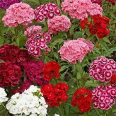 بذر گل فلوکس پاکوتاه الوان (بسته 20 عددی) کد 1235