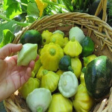 بذر کدو ستاره ای میکس (بسته 10 عددی) کد 2050