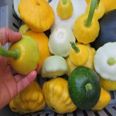 بذر کدو ستاره ای میکس (بسته 10 عددی) کد 2050