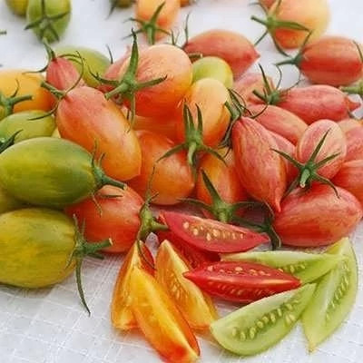 بذر گوجه زیتونی ببری میکس (بسته 25 عددی) کد 2099