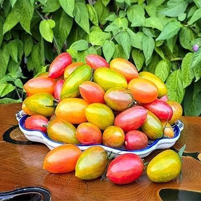 بذر گوجه زیتونی ببری میکس (بسته 25 عددی) کد 2099