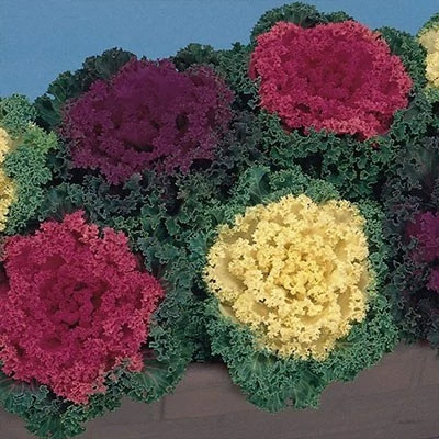 بذر کلم زینتی پاکوتاه مخلوط (بسته 1 گرمی) کد 2196