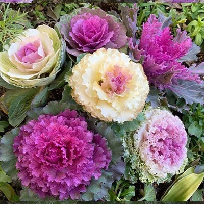 بذر کلم زینتی پاکوتاه مخلوط (بسته 1 گرمی) کد 2196