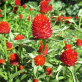 بذر گل تکمه ای پا کوتاه قرمز (بسته 1 گرمی) کد 2201