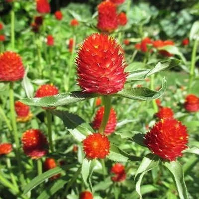 بذر گل تکمه ای پا کوتاه قرمز (بسته 1 گرمی) کد 2201