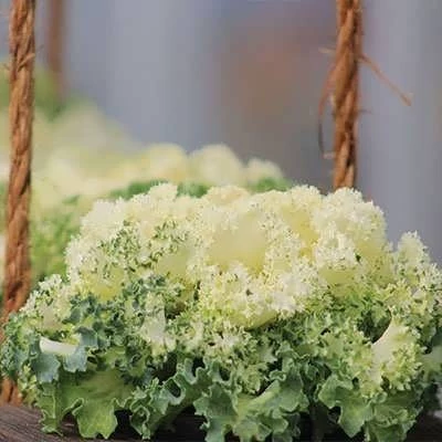 بذر کلم زینتی پاکوتاه سفید (بسته 1 گرمی) کد 2197