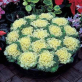 بذر کلم زینتی پاکوتاه سفید (بسته 1 گرمی) کد 2197