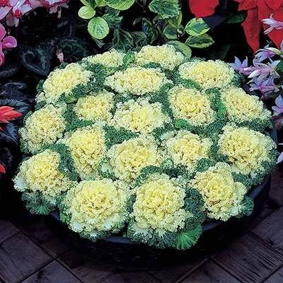 بذر کلم زینتی پاکوتاه سفید (بسته 1 گرمی) کد 2197