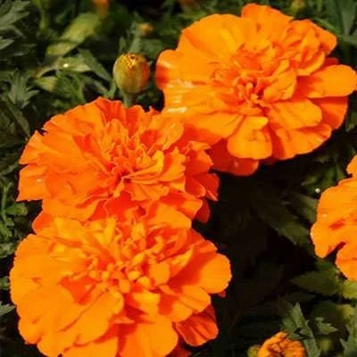 بذر گل جعفری پاکوتاه گلریز پرگل (مینیاتوری) نارنجی (بسته 1 گرمی) کد 2164