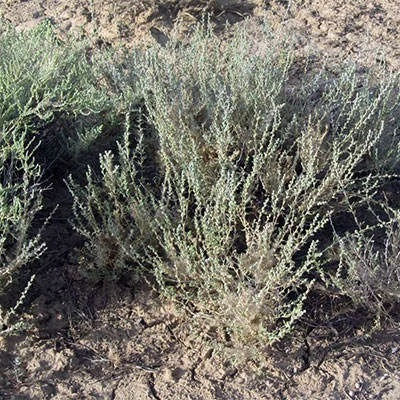 بذر شور بیابانی (گیاه سالسولا) (بسته 10 عددی) کد 1879