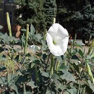 بذر داتوره پابلند سفید (بسته 2 گرمی) کد 2017