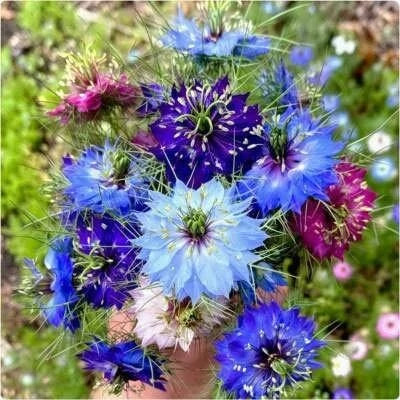 بذر گل سیاه دانه پامتوسط الوان (بسته 2 گرمی) کد 2020