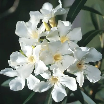 بذر گل خرزهره سفید (بسته 20 عددی) کد 1731