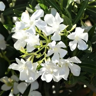 بذر گل خرزهره سفید (بسته 20 عددی) کد 1731