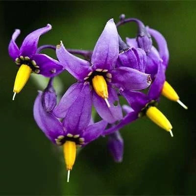 بذر تاجریزی (بسته 1 گرمی) کد 540