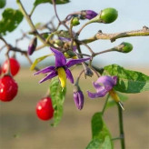بذر تاجریزی (بسته 1 گرمی) کد 540